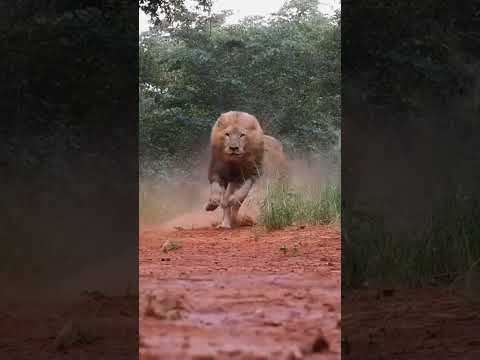 THE LION KING Alex And Rus Lion Reels Shorts