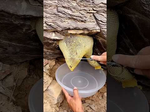 جمال عسل الجبال خلية عسل بوطويق الحمدلله جمال عسل الجبال خلية عسل بوطويق الحمدلله