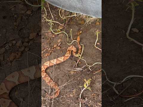 The Largest Copperhead I Ve Ever Found