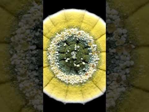 This Fungi Time Lapse Took 12 Days To Complete