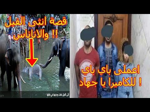 فيديو جهاد وزوجها وصديقه اعملى باي للكاميرا يا جهاد وقصة انثى الفيل والاناناس الحزينة