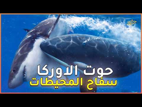 م رعب المحطيات الحوت الســفاح حوت الاوركا وثائقي