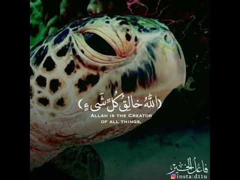 حالات واتس القران الكريم القارئ محمد كمال