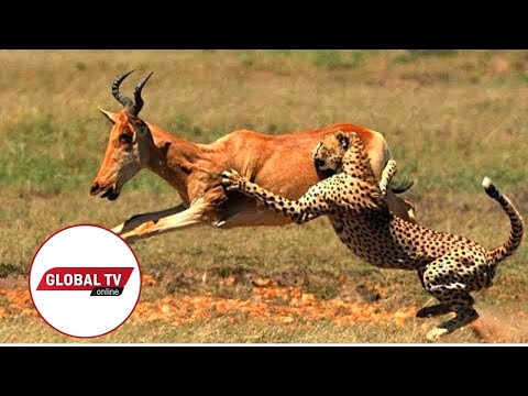 JIOONEE MAAJABU YA MAISHA YA WANYAMA PORINI TANZANIA