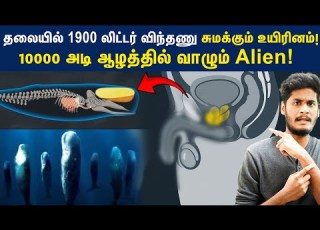  Sperm Whale 18 ம ட டர ந ளத த க க வளர ம ப ரம ம ண ட உய ர னம ஆழ கடல ல வ ழ வத எப பட