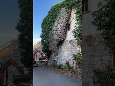 4k Video Ultra HD 8k Video Ultra HD 12k Video Ultra HD Relaxing Bird Animals 12k 8k 4k 2