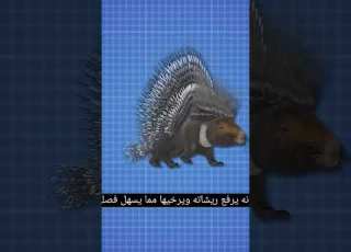 كيف يدافع النيص على نفسه حقائق Fypシ Viral Viral Shortsviral Shortsvideo Shortsyoutube