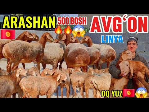 DOPPILI BOLA ARASHAN AVGʻON GIGANT BOGʻOZLARNI ARZON BERVORDI