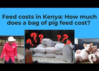  How Much Is A Bag Of Pig Feed In Kenya