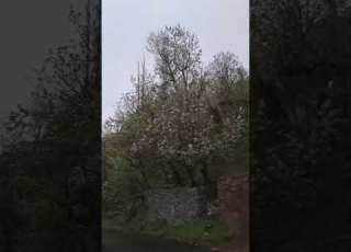  طبیعت روستای کلاهرود خرداد 1405 وایرال شورت