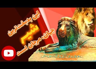 نتوانستم جلو گریه خورد را بگیرم سرنوشت تلخ مرجان بدبخت ترین شیر جهان