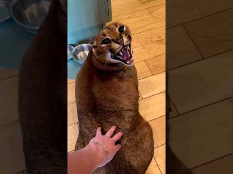 شراسة حيوان الوشق المفترس