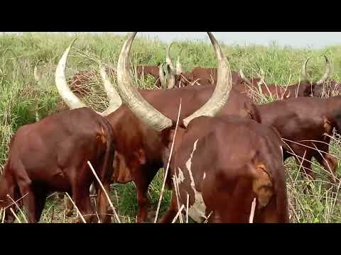 BHUGESELA LIMBU LUCHAGULA 2026