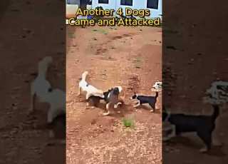 Tiny Cat Vs Pack Of Dogs A Real Life David Vs Goliath Showdown