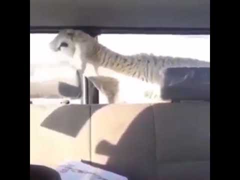 خروف يا خروف