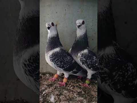 الله يبارك لصاحبهم منقول من صفحة احد المربين المزوقين فحلين جميلين