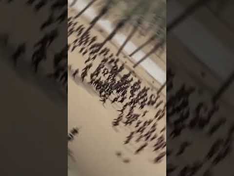 شجاعة العباس عليه السلام