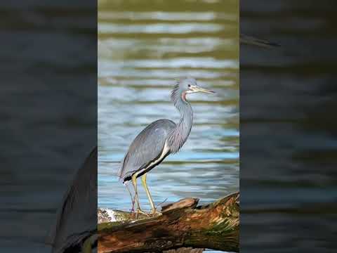 طائر البلشون ثلاثي الالوان
