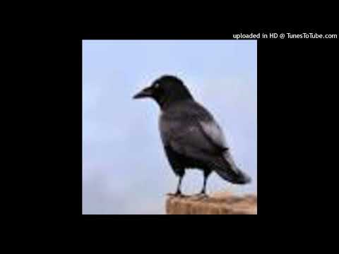 صوت هروب غراب من مفترس لطرد الغربان من المناطق المحيطة صوت هروب غراب من مفترس لطرد الغربان من المناطق المحيطة