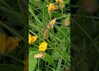  Verilude Nymfi 15 8 26 Vikunpolku FI 29600 Luontopäiväkirja Pori Garden Naturediary Bug