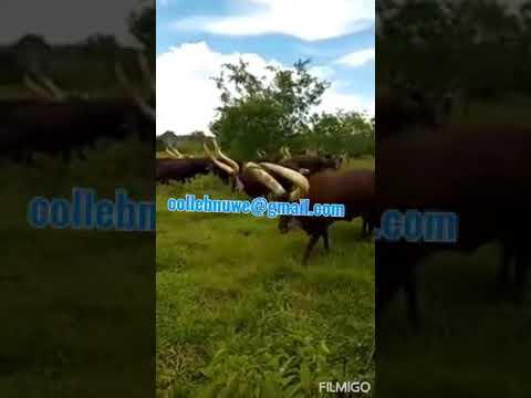 Ankole Beautiful Cattle Enyankore