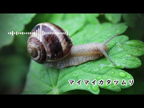 かわいいフリーBGM マイマイカタツムリ