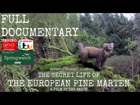 The Secret Life Of The Pine Marten Full Documentary