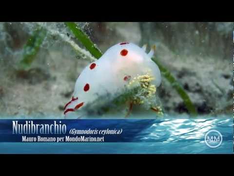 Nudibranchio Ad Abu Dabbab Di Marsa Alam In Egitto