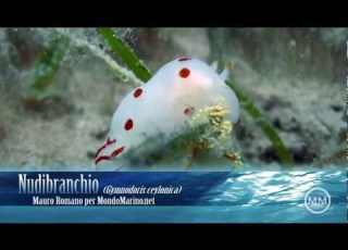 Nudibranchio Ad Abu Dabbab Di Marsa Alam In Egitto