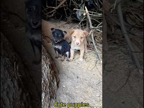 Cute Street Baby Dog Puppy Sound 51kviral Shorts
