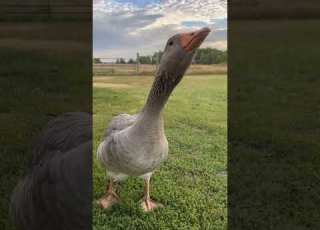Goose Houses Aren T As Complex As Chicken Houses Chickencoop Coop Goose Geese Sillygoose