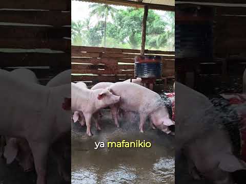 Huu Ndio Uongo Mkubwa Kuliko Wote Kwenye Ufugaji Wa Nguruwe Na Wengi Wenu Mmeuamini Pig Huu Ndio Uongo Mkubwa Kuliko Wote Kwenye Ufugaji Wa Nguruwe Na Wengi Wenu Mmeuamini Pig