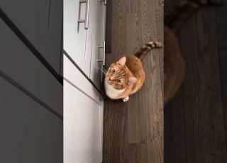 Cabinet Chats With Kona The Cat Cats Cute Catlover
