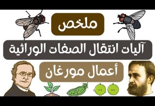 ملخص أعمال مورغان و الإنقسام المنصف شرح مفصل الإجابة على أسئلتكم آليات انتقال الصفات الوراثية
