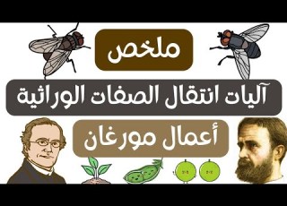 ملخص أعمال مورغان و الإنقسام المنصف شرح مفصل الإجابة على أسئلتكم آليات انتقال الصفات الوراثية