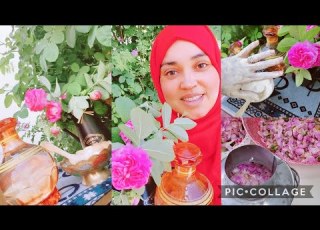  طريقة تقطير الورد في المنزل بالطريقة التقليدية شرح مفصل للخطوات بجميع أسراره للمبتدئات تقطير ورد