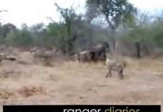 الضباع تفتك في أنثى الفيل أثناء الولاده