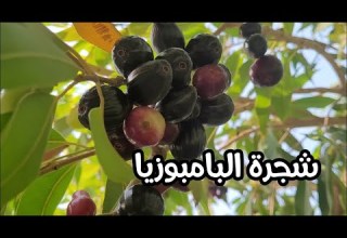 سر فاكهة البامبوزيا النادرة فوائد مذهلة وزراعة سهلة في بيتك شجرة البامبوزيا او الجامبول وفوائده