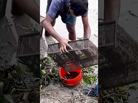 Bamboo Fish Trap Small Fishing Idea From The Jalsa Along The Canal Shorts