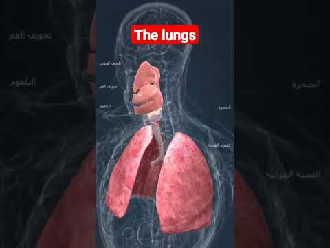 رئة الإنسان