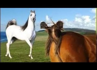  شاهد قبل الحذف كيفية الخيول