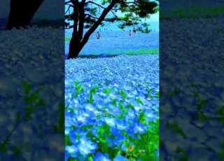  حديقة هتاشي سيسايد باليابان حول العالم