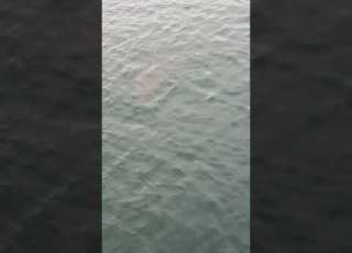  Shark Music Song Rock Fishing Shark Bait