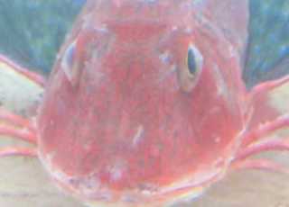  ユニークで個性的な海水魚 ホウボウ Chelidonichthys Spinosus 和歌山釣太郎