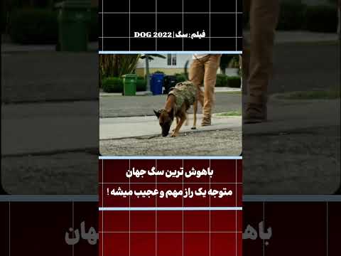 ماموریت نجات سگ در فیلم سگ Dog 2022