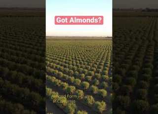  California Almond Farm Farming Farms Farmer