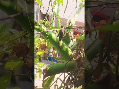 కలబ ద మట ట