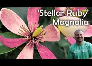 Stellar Ruby Magnolia