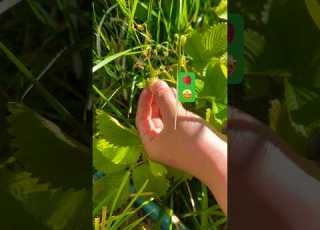 WILD Yellow Strawberry Wild Yellow Tasty Yummy Strawberry Garden Plant Harvest Shorts