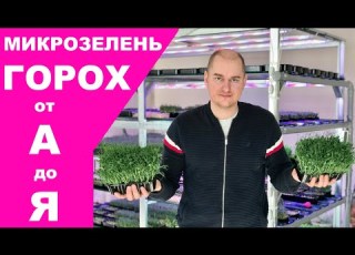  Выращивание микрозелени горох посадка и полная технология
